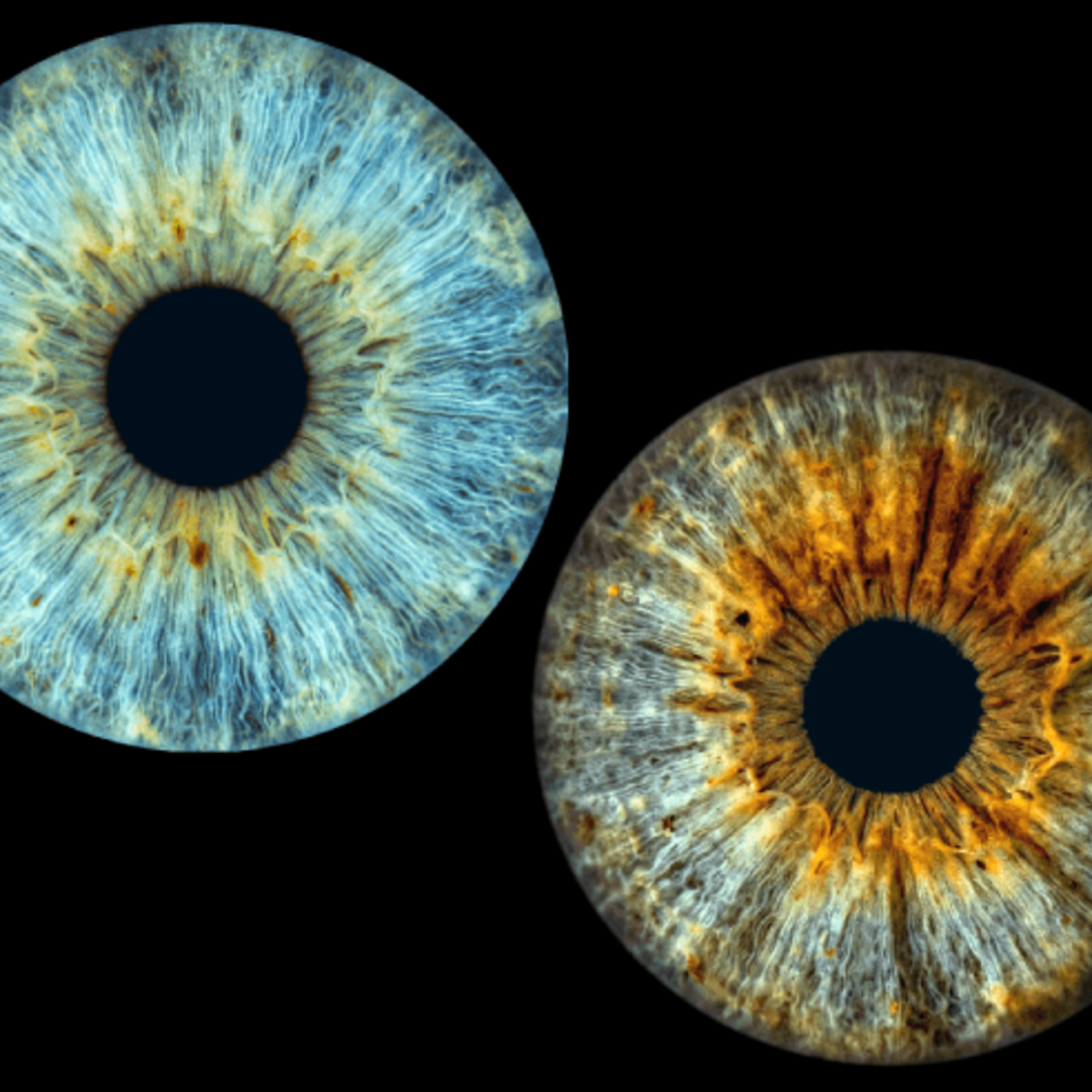 Layout base-complete-diagonal - digital-only-1